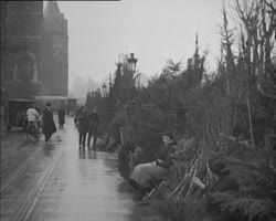 Image représentant Le marché aux arbres de Noël (quai aux Fleurs) et les baraques sur les boulevards