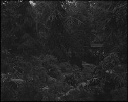 Image représentant Albert Kahn reçoit Monsieur et Madame Tsatsuma dans les jardins de sa propriété de Boulogne.