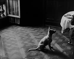 Image représentant La petite chienne d'Albert Kahn partage le repas de son maître.