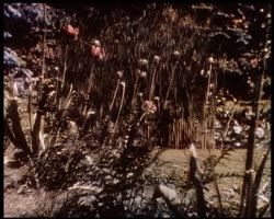 Image représentant Quelques essais de cinématographie en couleurs