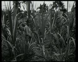 Image représentant Culture de la canne à sucre