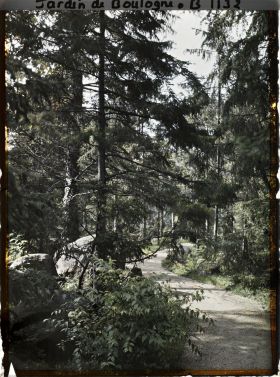 Image représentant La forêt vosgienne