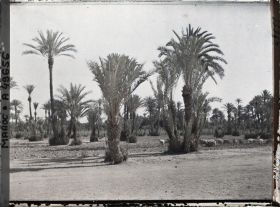 Image représentant Troupeau de moutons dans la palmeraie