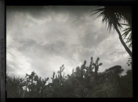 Image représentant Ensemble de plantes exotiques se découpant sur fond de ciel chargé