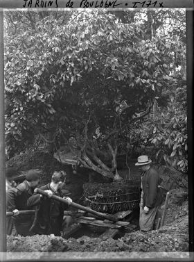 Image représentant Jardiniers procédant à la plantation d'un arbre
