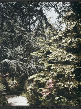 Image représentant La forêt dorée et la forêt bleue