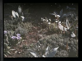 Image représentant Etroit sentier de terre sillonnant entre cactus, aloès et autres plantes en fleurs, vue prise à 8 h