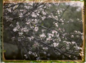 Image représentant Ile de France, Frepillon, Branche de pommier en fleurs