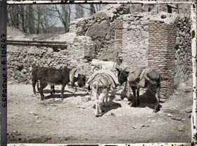 Image représentant Espagne, Près de Ségovie, Groupe de petits ânes à la Granja