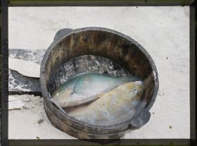 Image représentant Un poisson-perroquet