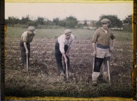 Image représentant Ouvriers Agricoles - arrachant les pommes de terre