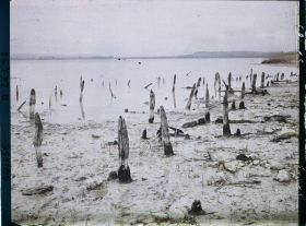 Image représentant Site palafittique préhistorique des Alpes, pieux en bois visibles lors de la baisse des eaux après la grande sécheresse de 1921