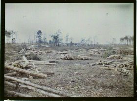 Image représentant Forêt