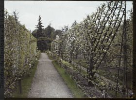 Image représentant Fruitiers palissés en fleurs, bordant l'allée qui mène à la forêt bleue, au cœur du verger-roseraie