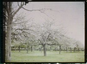 Image représentant Pommiers en fleurs