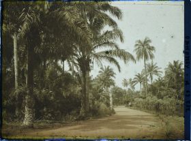 Image représentant La route allant de Porto Novo à Adjarra, bordée de culture de manioc et palmiers à huile