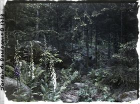 Image représentant La forêt vosgienne