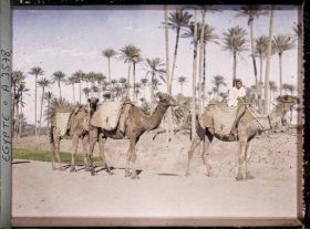Image représentant Des chameaux sur la route, près du village de Badrashin