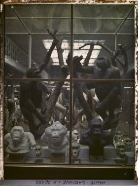 Image représentant Une des vitrines du museum d'histoire naturelle