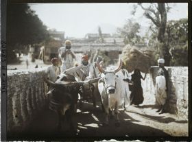 Image représentant Attelage de boeufs