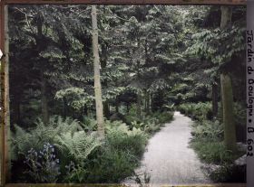 Image représentant La forêt vosgienne