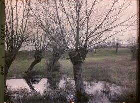 Image représentant Saules, le soir dans l'Ain