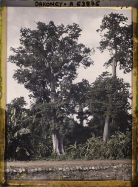Image représentant Des kapokiers et des bananiers