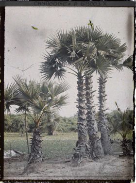 Image représentant Des borasses-éventails ou palmiers à sucre