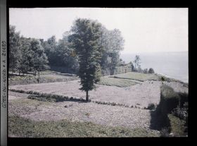 Image représentant Champ de pommes de terre au bord de la mer