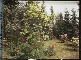 Image représentant Azalées, pavots et rhodos près de la forêt bleue et du marais