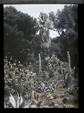 Image représentant Agave, aloès buissonnant en fleurs et cactus, au pied d'un palmier en lisière de pinède