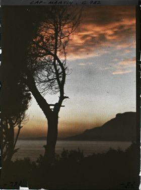 Image représentant Pin et végétation buissonnante se découpant dans le soleil couchant, en direction de Monaco