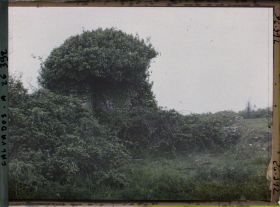 Image représentant Restes d'une tour faisant partie de l'enceinte fortifiée du château de Maisy