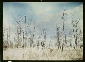 Image représentant Forêt