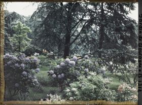 Image représentant Rhododendrons et azalées dans la forêt bleue, à l'arrière-plan à droite le marais