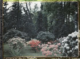 Image représentant Azalées et rhododendrons