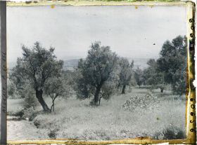 Image représentant Champs de blé et oliviers
