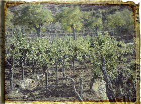 Image représentant Des mûriers pour l'élevage du ver à soie