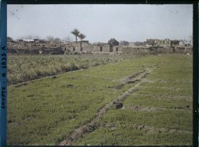 Image représentant Champs de trèfles et de fèves