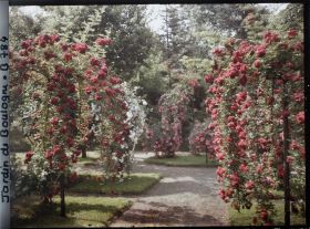 Image représentant Rosiers en fleurs ornant plates-bandes et parterre, au sud-est du verger-roseraie