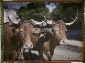 Image représentant France, Brantôme, 2 têtes de vaches prise de prés