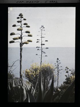 Image représentant Effet décoratif face à la mer