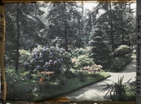 Image représentant Rhododendrons et azalées ; l'allée au deuxième plan mène au marais