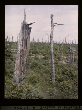 Image représentant France, Bois le Prêtre, Aspect du Bois le Prêtre dans sa partie Sud Ouest (le quart en réserve)