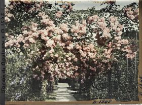 Image représentant Axe central du verger-roseraie vu vers le jardin anglais, non loin du rond-point côté jardin français