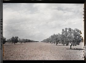 Image représentant Oliviers de 25 à 26 ans