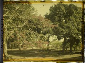 Image représentant Flamboyants et manguiers