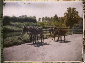 Image représentant Attelage d'ânes de halage