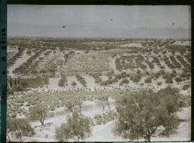 Image représentant Vue sur une plaine de plantation d'oliviers
