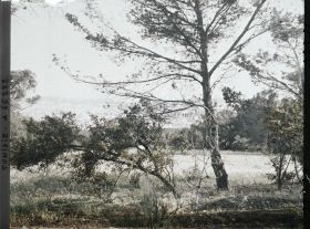 Image représentant Vue de Tunis prise à travers les arbres du Belvédère